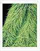 Leaf of a Stinging Nettle by Anonymous