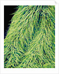 Leaf of a Stinging Nettle by Anonymous