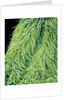 Leaf of a Stinging Nettle by Anonymous