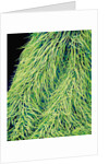 Leaf of a Stinging Nettle by Anonymous