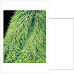 Leaf of a Stinging Nettle by Anonymous