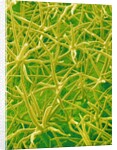 Underside of Marsh Mallow Leaf by Anonymous