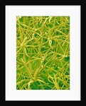 Underside of Marsh Mallow Leaf by Anonymous