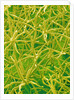 Underside of Marsh Mallow Leaf by Anonymous