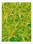 Underside of Marsh Mallow Leaf by Anonymous