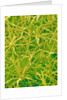 Underside of Marsh Mallow Leaf by Anonymous