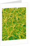 Underside of Marsh Mallow Leaf by Anonymous