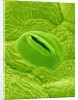 Stomata on a Camellia Leaf by Anonymous