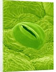 Stomata on a Camellia Leaf by Anonymous