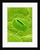 Stomata on a Camellia Leaf by Anonymous