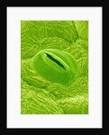 Stomata on a Camellia Leaf by Anonymous