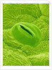 Stomata on a Camellia Leaf by Anonymous