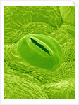 Stomata on a Camellia Leaf by Anonymous