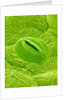Stomata on a Camellia Leaf by Anonymous