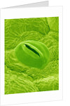 Stomata on a Camellia Leaf by Anonymous