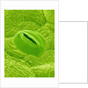 Stomata on a Camellia Leaf by Anonymous