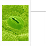 Stomata on a Camellia Leaf by Anonymous