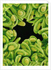 Seed Heads of Epiphyllum Cactus by Anonymous