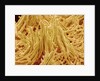 Mycelium of Mushroom by Anonymous