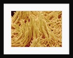 Mycelium of Mushroom by Anonymous