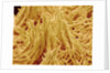 Mycelium of Mushroom by Anonymous