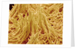 Mycelium of Mushroom by Anonymous