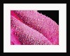 Petal of a Cymbidium Plant by Anonymous