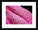 Petal of a Cymbidium Plant by Anonymous