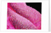 Petal of a Cymbidium Plant by Anonymous