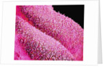 Petal of a Cymbidium Plant by Anonymous