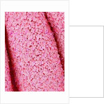 Pistil of Crab Cactus by Anonymous