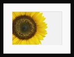 Yellow Sunflower by Anonymous