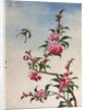 18th-Century Chinese Watercolor of Pink Flowers by Anonymous