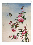 18th-Century Chinese Watercolor of Pink Flowers by Anonymous