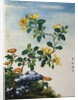 18th-Century Chinese Watercolor of Gold Thread Plant by Anonymous