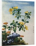 18th-Century Chinese Watercolor of Gold Thread Plant by Anonymous