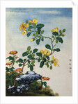 18th-Century Chinese Watercolor of Gold Thread Plant by Anonymous