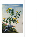 18th-Century Chinese Watercolor of Gold Thread Plant by Anonymous