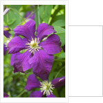 Purple Flowers by Anonymous