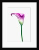 Calla Lily by Anonymous