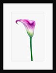 Calla Lily by Anonymous