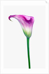 Calla Lily by Anonymous