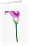 Calla Lily by Anonymous