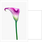 Calla Lily by Anonymous