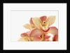 Salmon-Pink Orchid Blossoms by Anonymous