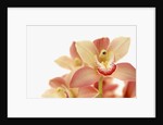 Salmon-Pink Orchid Blossoms by Anonymous