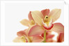 Salmon-Pink Orchid Blossoms by Anonymous