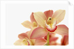 Salmon-Pink Orchid Blossoms by Anonymous