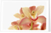 Salmon-Pink Orchid Blossoms by Anonymous