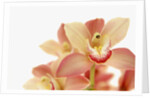 Salmon-Pink Orchid Blossoms by Anonymous